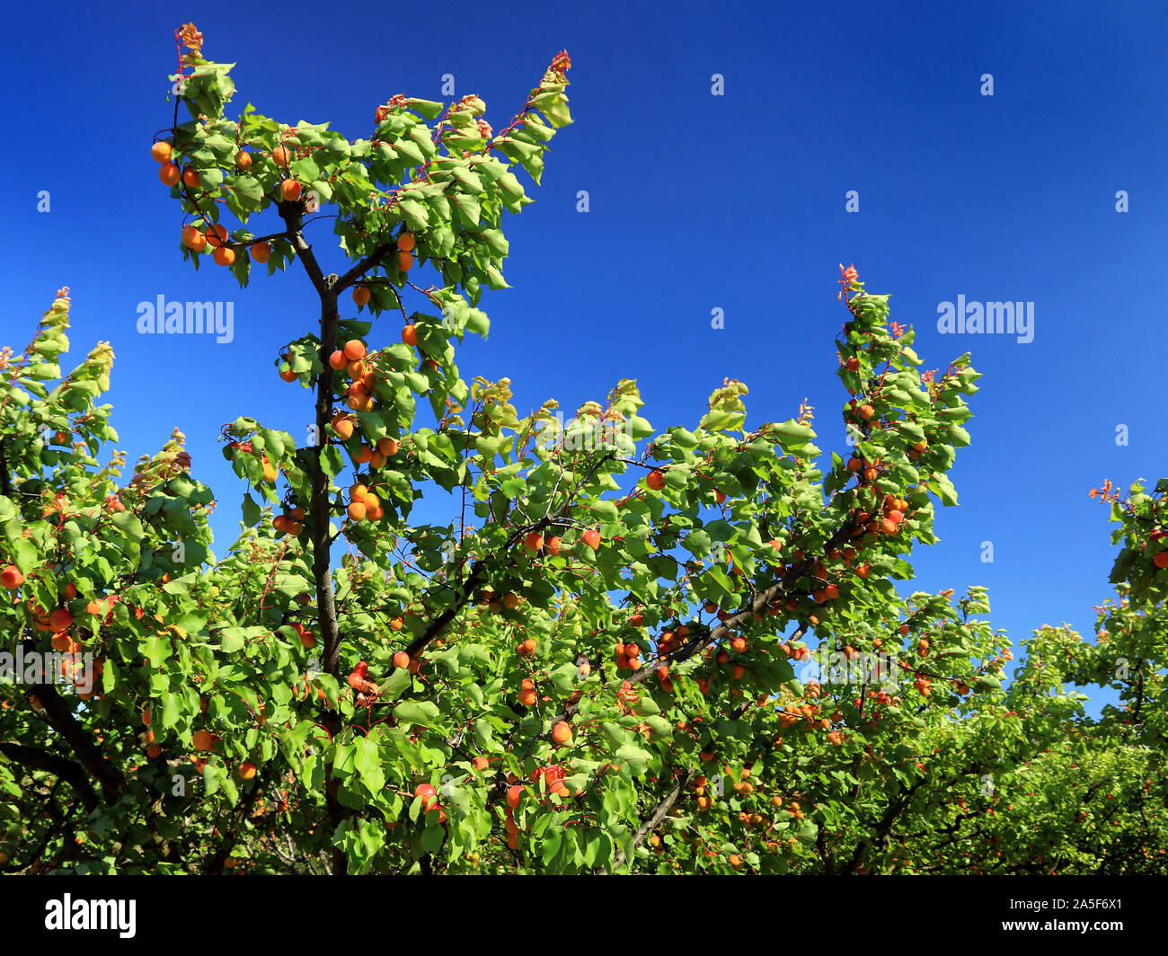 Aprikosenbaum mit dem Himmel im Hintergrund Stockfoto