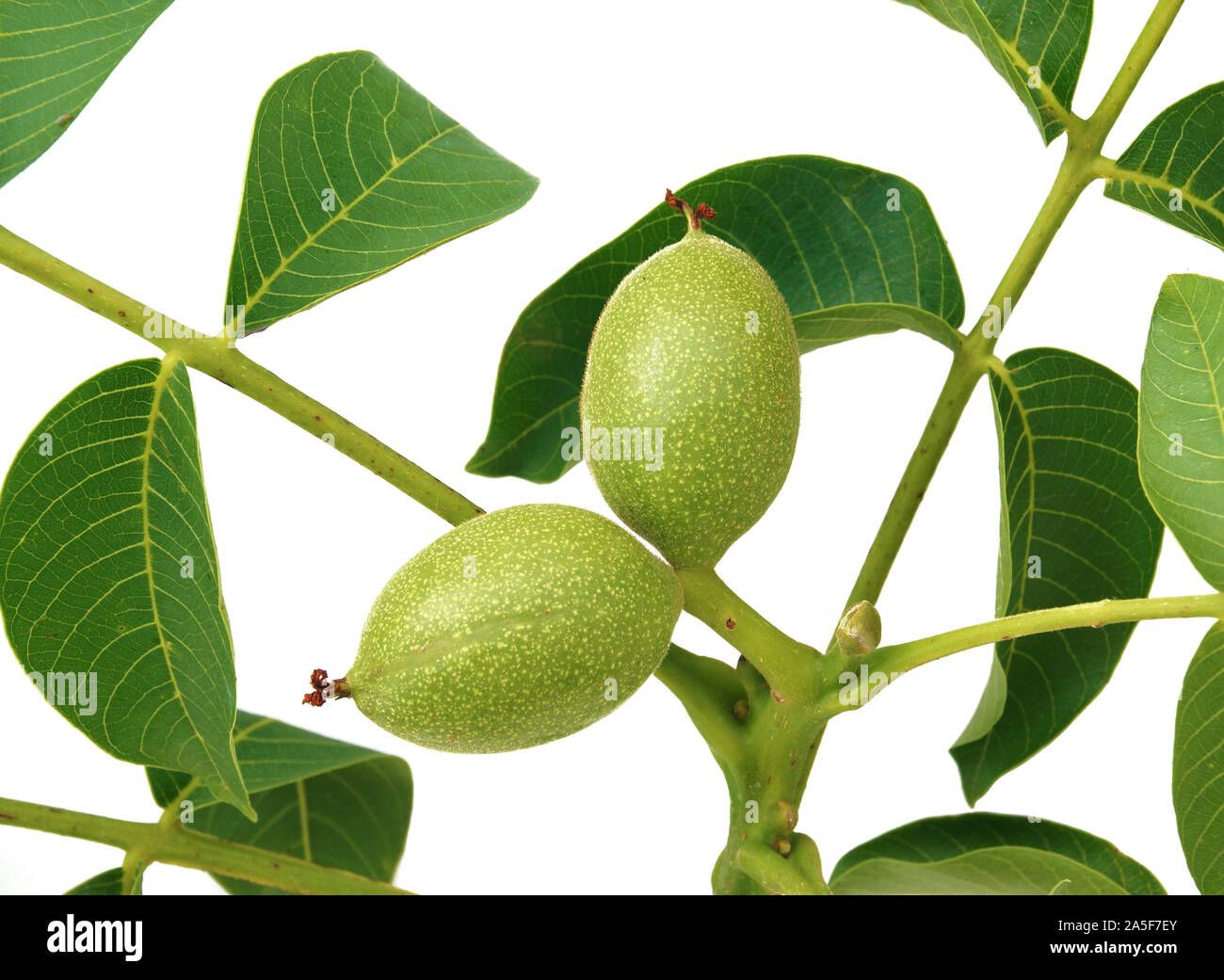 Muttern im Frühjahr auf weißem Hintergrund Stockfoto