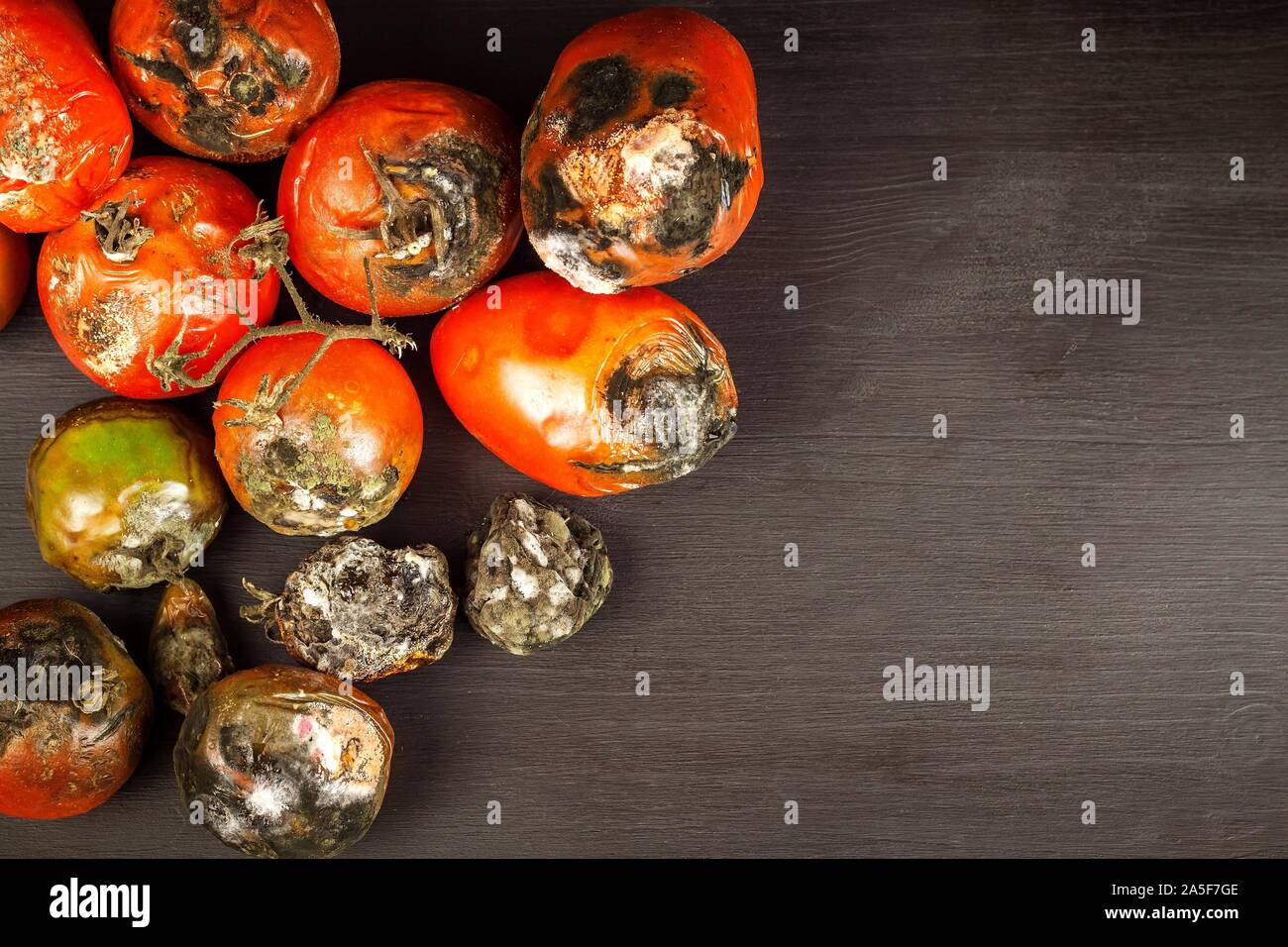 Verschimmelte Tomaten. Lagerung von Gemüse. Ungesunde Lebensmittel. Schimmel auf Gemüse. Verdorbenes essen. Stockfoto