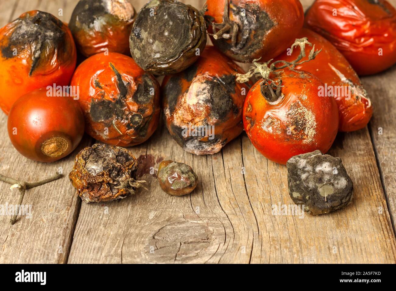 Verschimmelte Tomaten. Lagerung von Gemüse. Ungesunde Lebensmittel. Schimmel auf Gemüse. Verdorbenes essen. Stockfoto