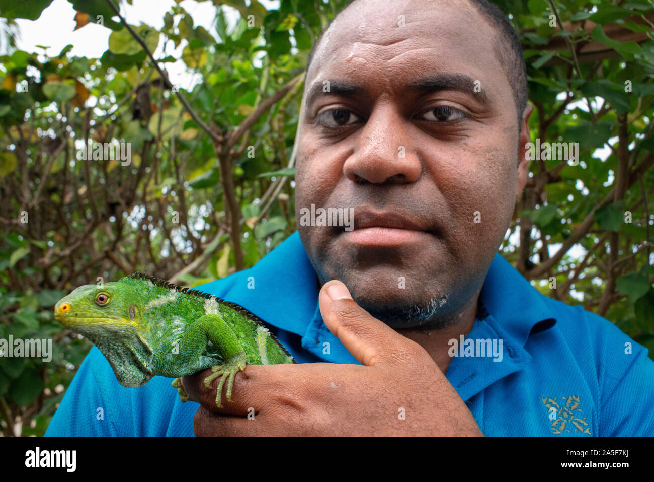 Person, die sich um gefährdete Fidschi crested Iguana (Brachylophus vitiensis) Fidschi Leguan gebändert (Brachylophus fasciatus) in Malolo Island Norfolkinsel Stockfoto