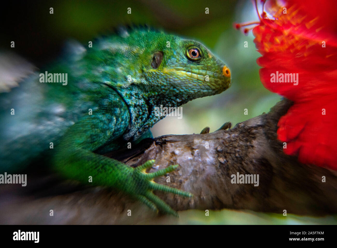 Gefährdete Fidschi crested Iguana (Brachylophus vitiensis) Fidschi Leguan gebändert (Brachylophus fasciatus) in Malolo Island Mamanucas Inselgruppe Fidschi Stockfoto