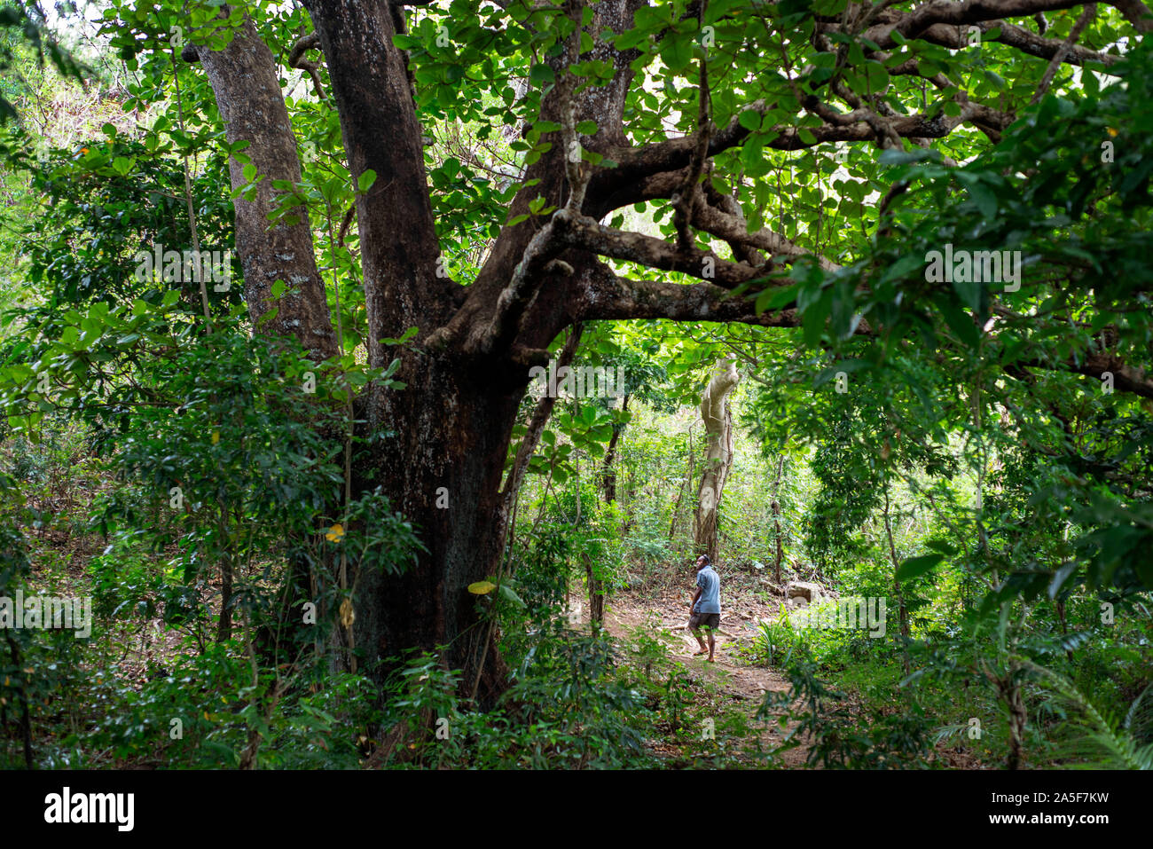 Wandern im Inneren Monukiri island Mamanucas Inselgruppe Fidschi Stockfoto