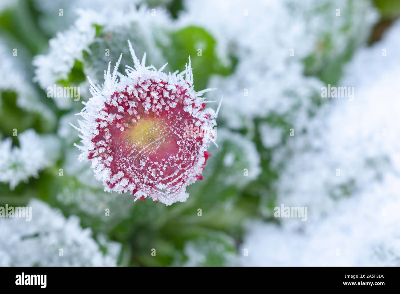 Bellis Daisy in einem Winter Garten eingefroren. Rote pflanze Nahaufnahme Stockfoto