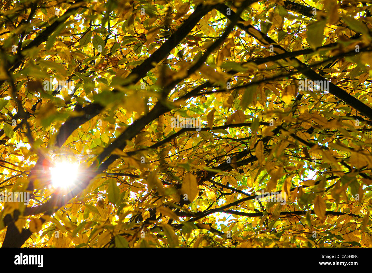Bunte Herbst Blätter in Orange, Rot, Grün Herbst Farben Stockfoto