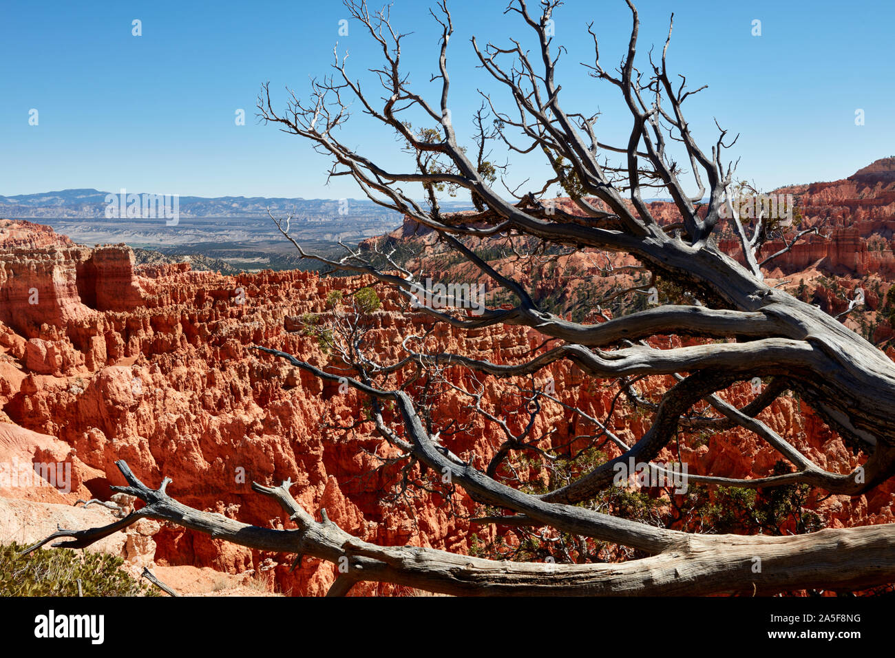 Bristlecone Pine Tree Branch mit Bryce Canyon Hoodoos im Hintergrund Stockfoto