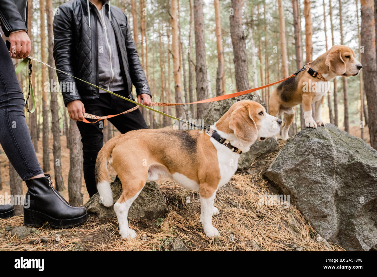Zwei süße Beagle Welpen mit handgefertigte Halsbänder und Leinen auf Steine in den Wald während Chill mit den Eigentümern Stockfoto