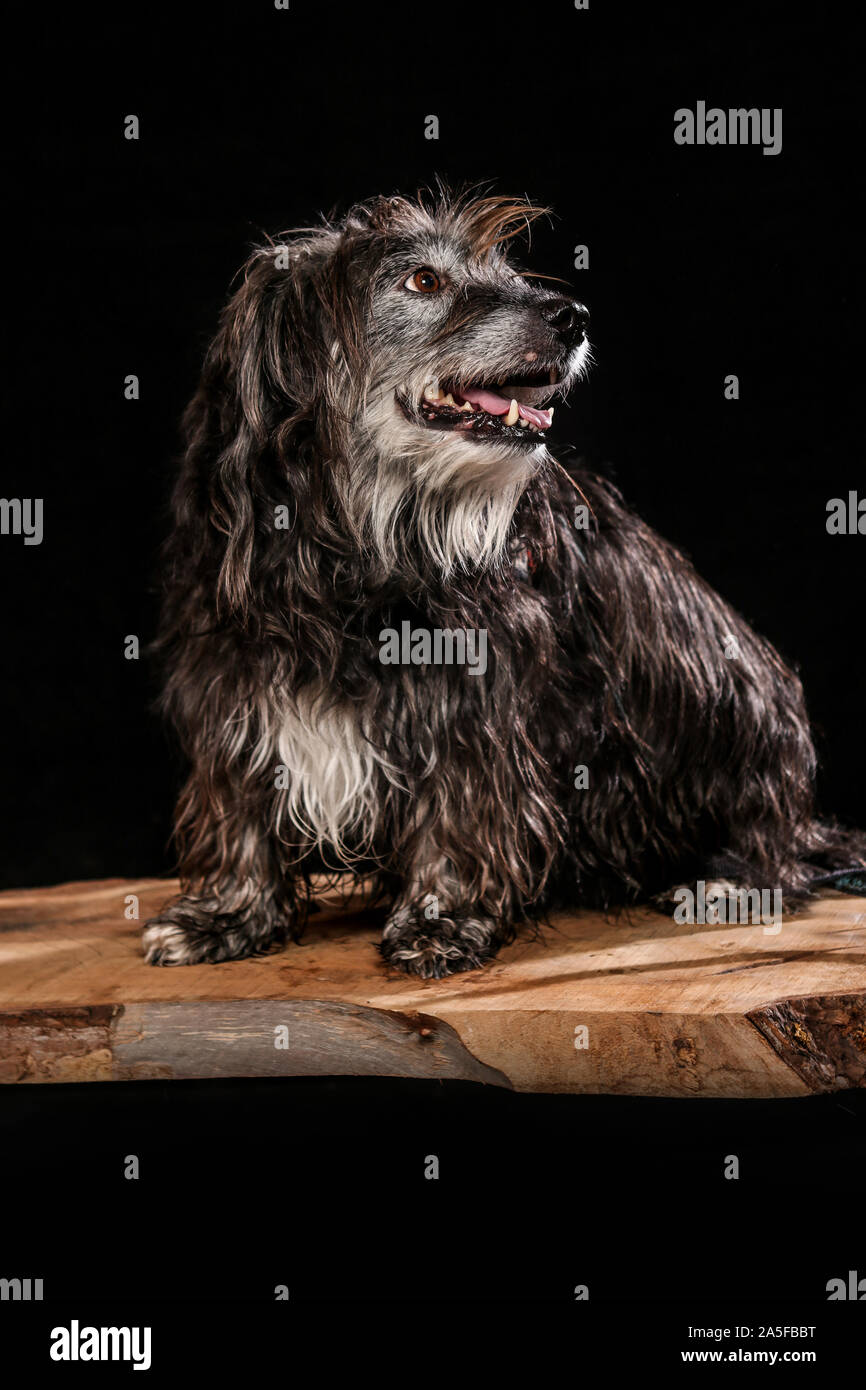 Hunde geschossen im Studio auf Schwarz und natürlicher Herkunft. Posing und Portrait aufnahmen von Hunden Stockfoto
