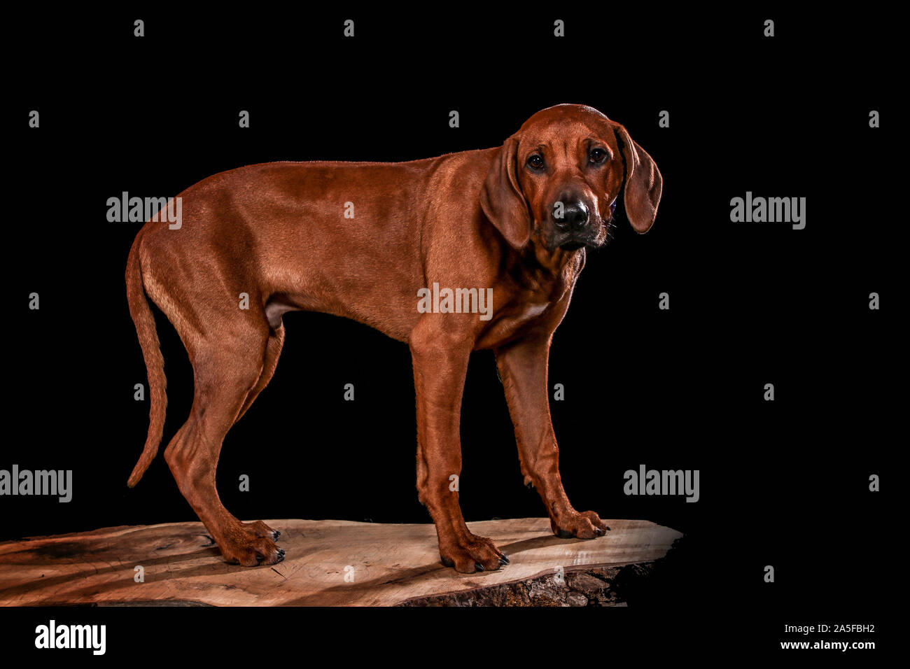 Hunde geschossen im Studio auf Schwarz und natürlicher Herkunft. Posing und Portrait aufnahmen von Hunden Stockfoto