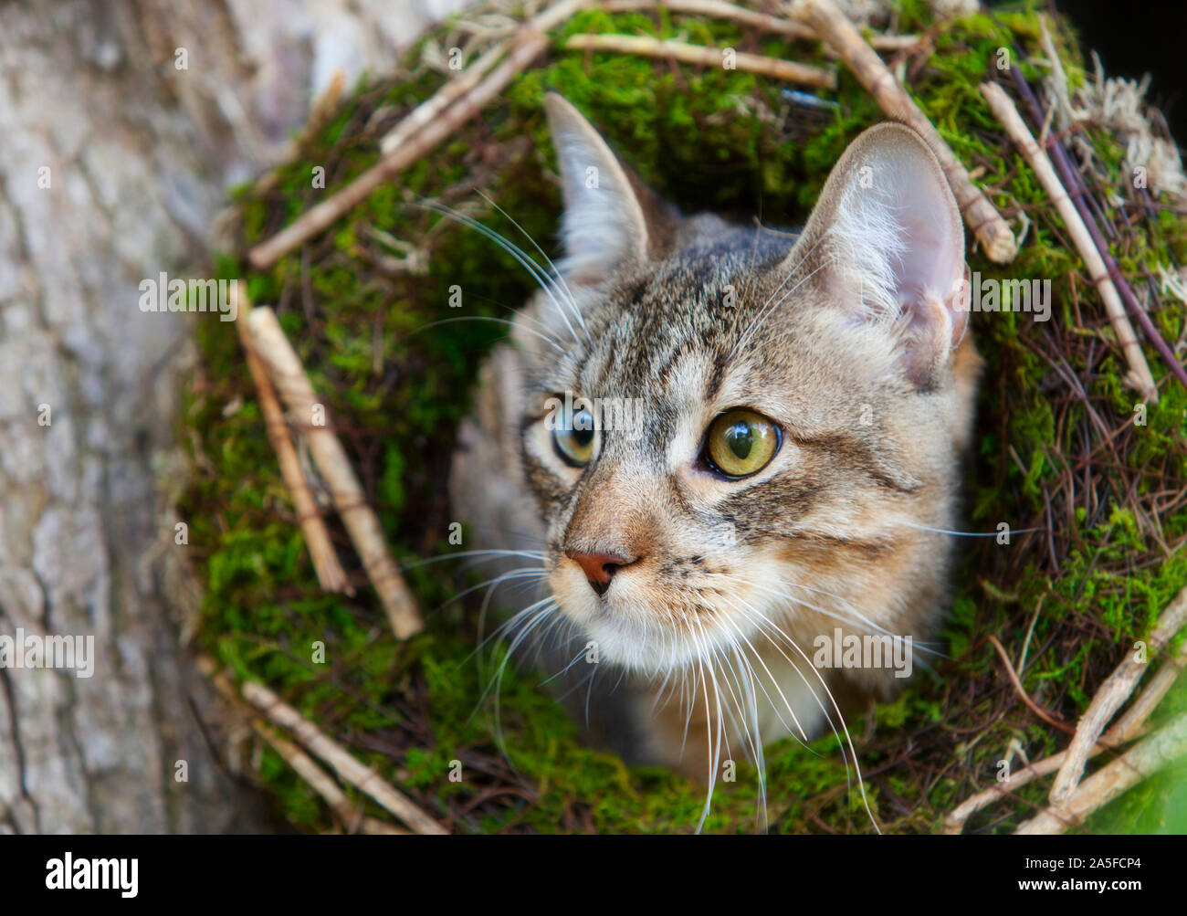Europäische Katze im Garten Stockfoto