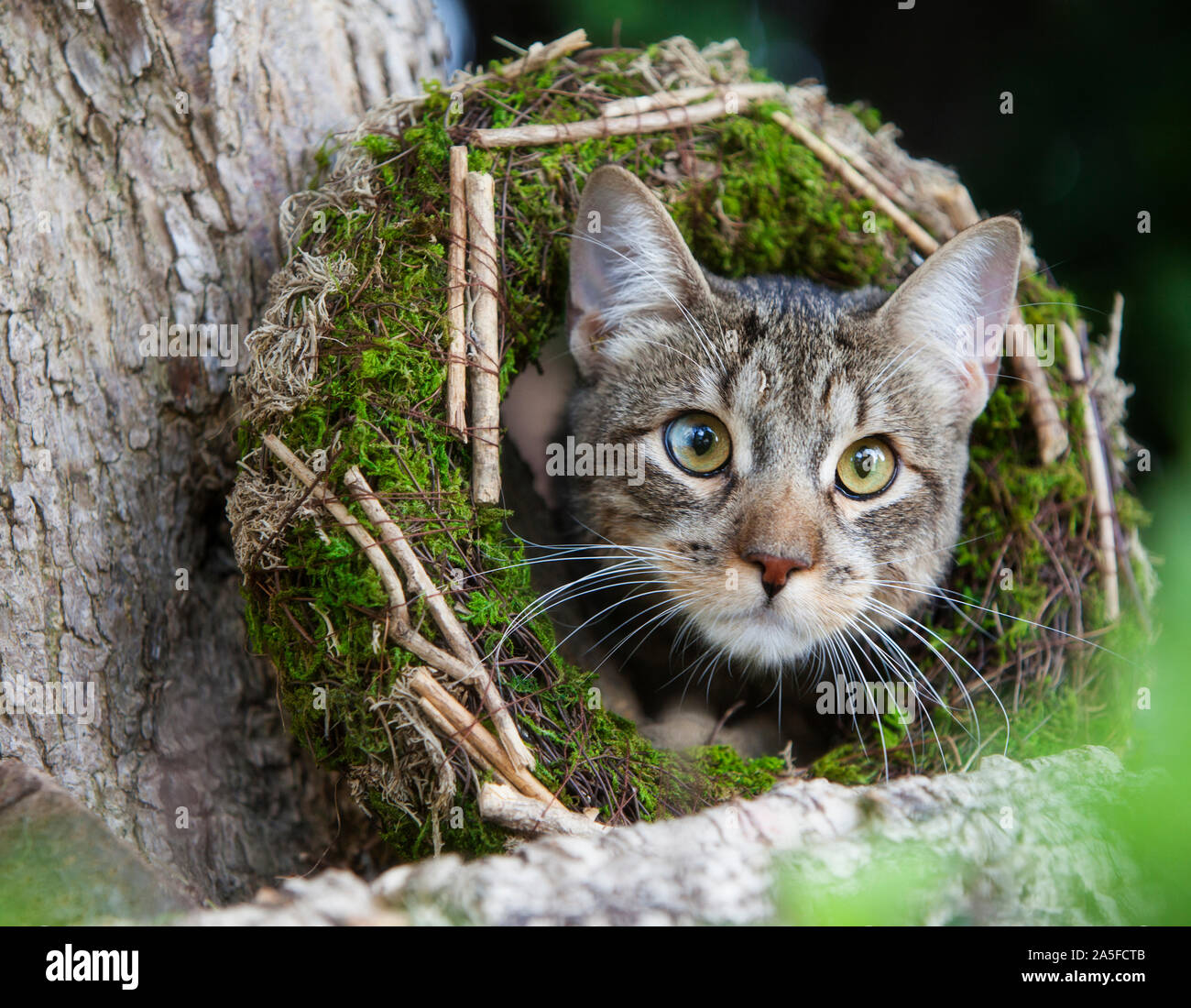 Europäische Katze im Garten Stockfoto