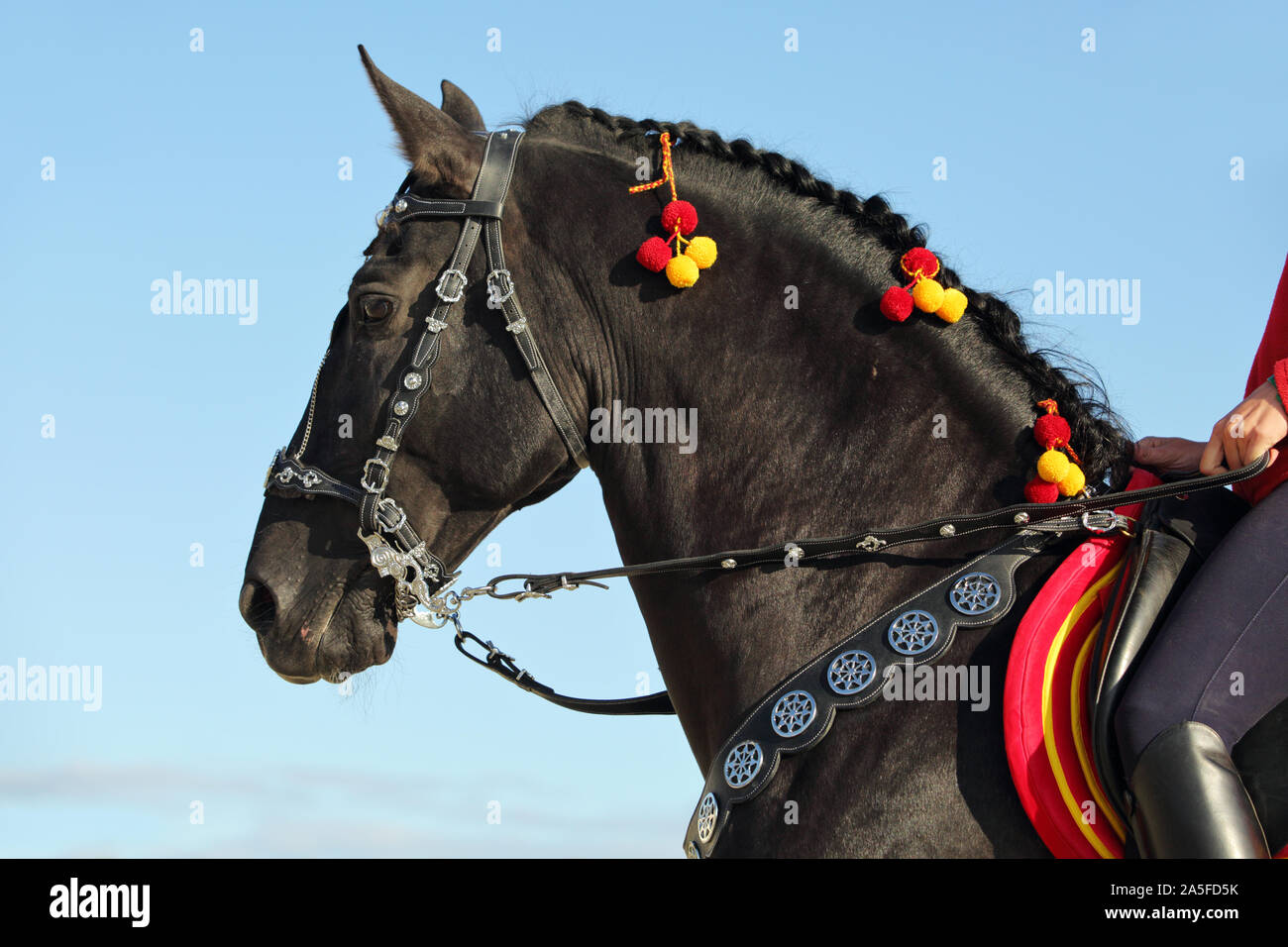 Andalusische Sattel Black Horse Portrait gegen Himmel Hintergrund Stockfoto