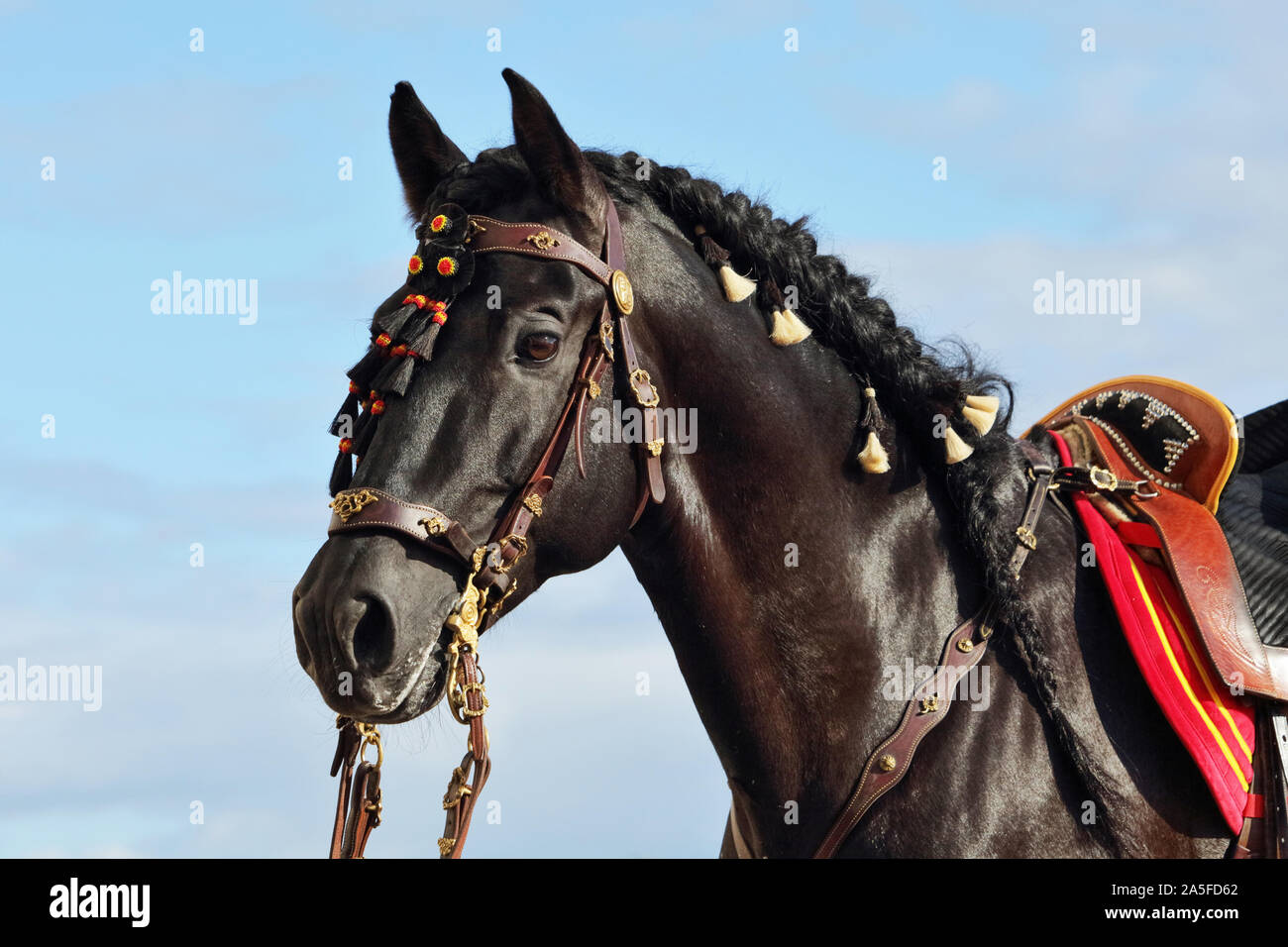 Andalusische Sattel Black Horse Portrait gegen Himmel Hintergrund Stockfoto