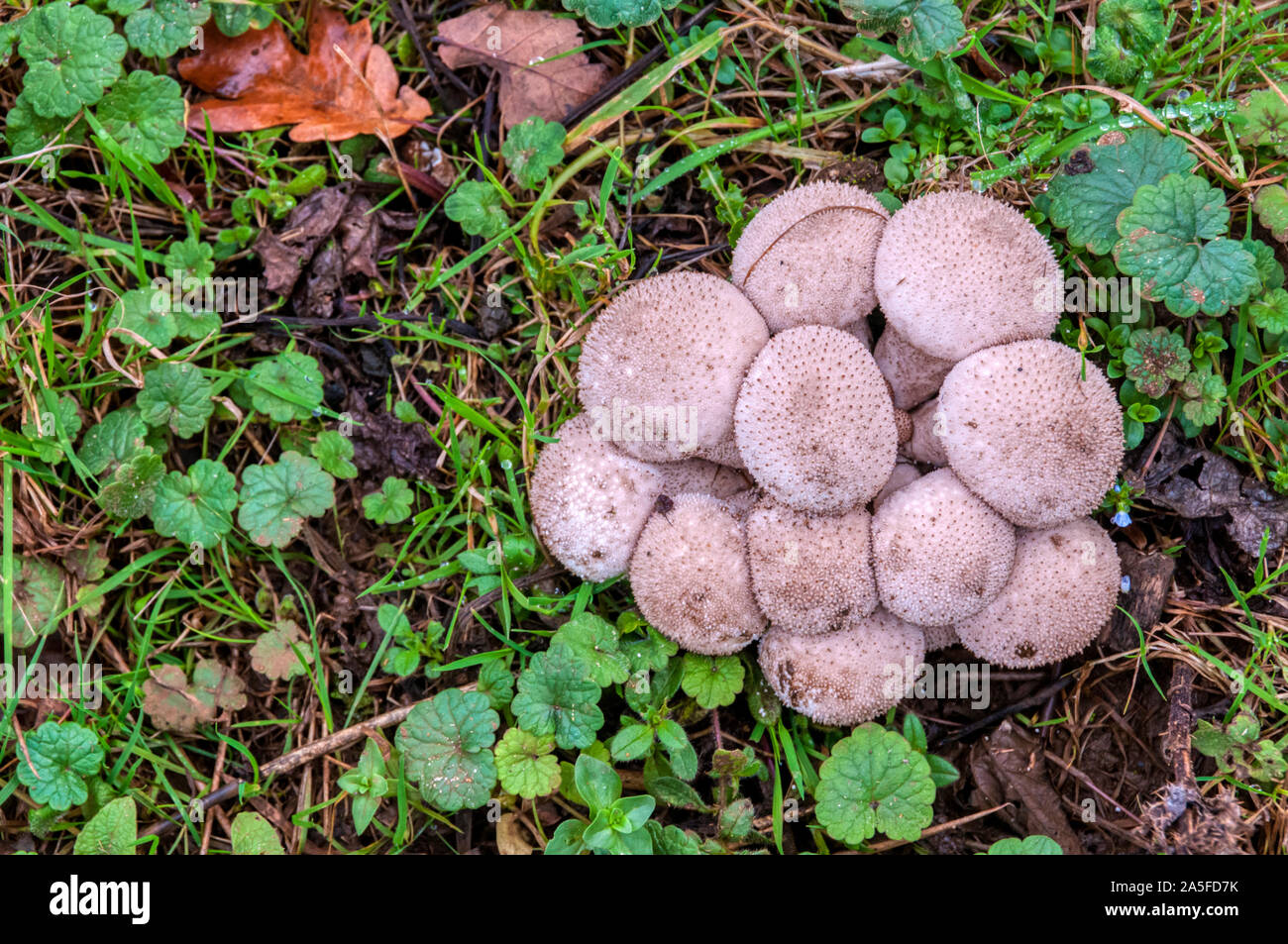 Gemeinsame puffball, Lycoperdon perlatum. Stockfoto