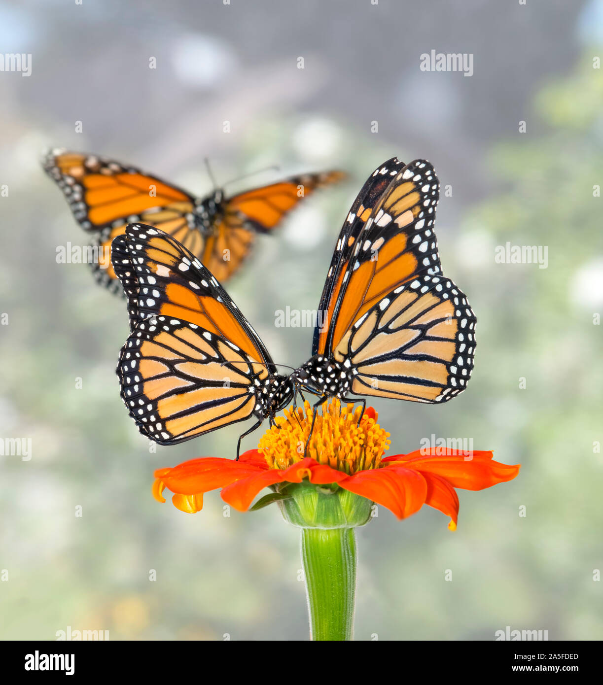 Monarchfalter Fliegen Mit Ein Paar Monarchfalter Danaus Plexippus Futterung Einer Sonnenblume Zu Futtern Stockfotografie Alamy