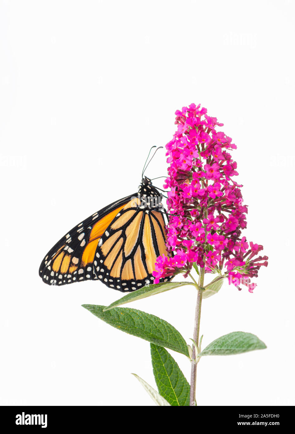 Monarchfalter (danaus Plexippus) Fütterung auf ein Schmetterling Bush - Weißer Hintergrund Stockfoto