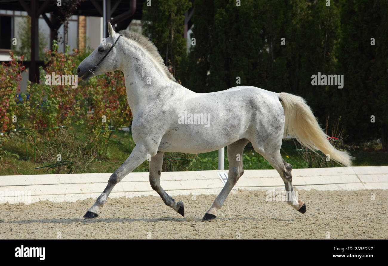 In der Nähe des Andalusischen Pferdes stabil bei den Rest galoppieren. Stockfoto