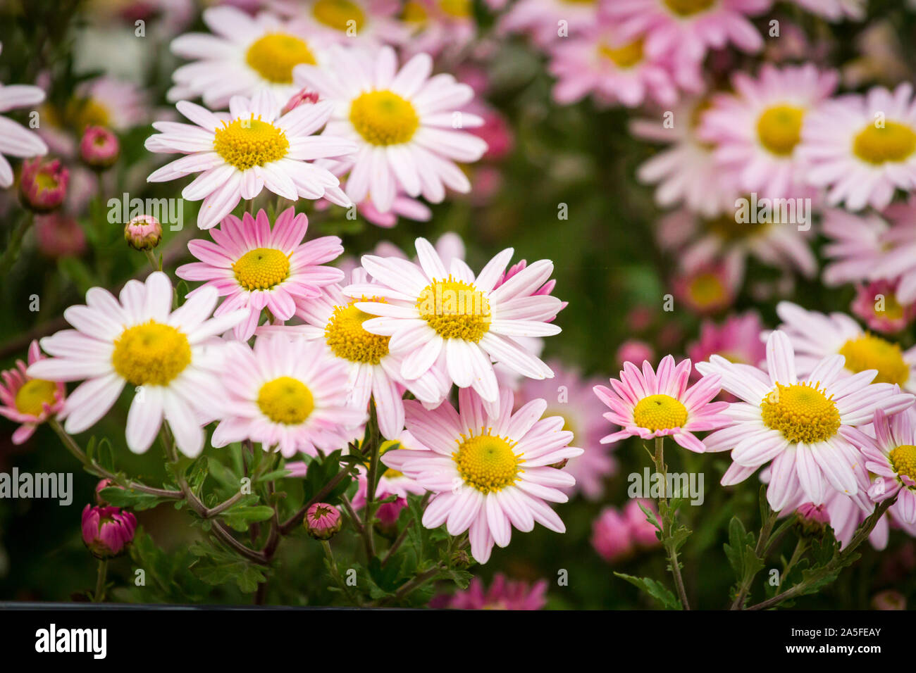 Rosa-weißen Blüten Stockfoto