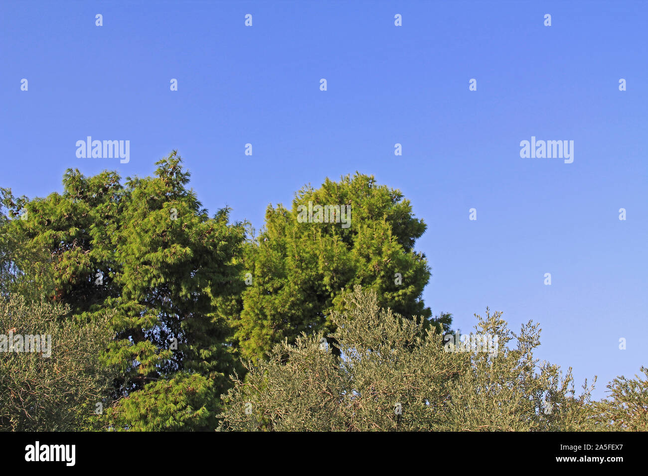 Blue Sky Copy oberhalb eines Pinien- und Olivenbäume Stockfoto