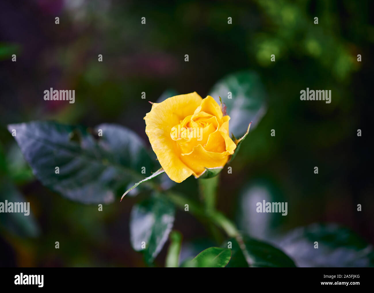 Eine lebendige und schöne, gelbe Rose Blume in voller Blüte an einem Sommertag. Stockfoto