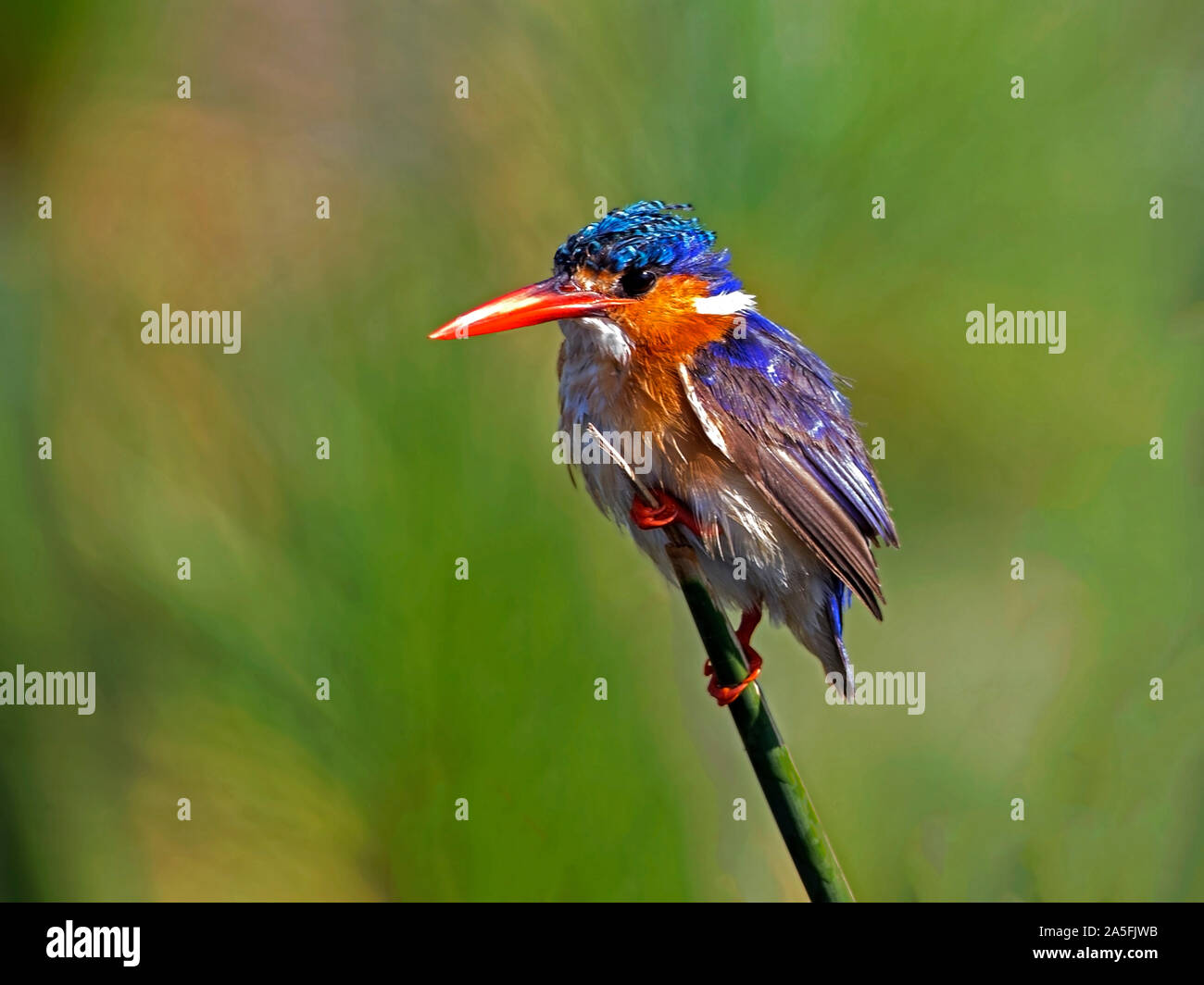 Malachite Kingfisher gehockt Stockfoto