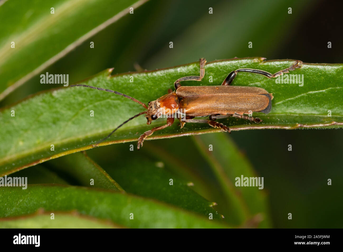 Cantharis livida - eine Art von Soldier Beetle Stockfoto