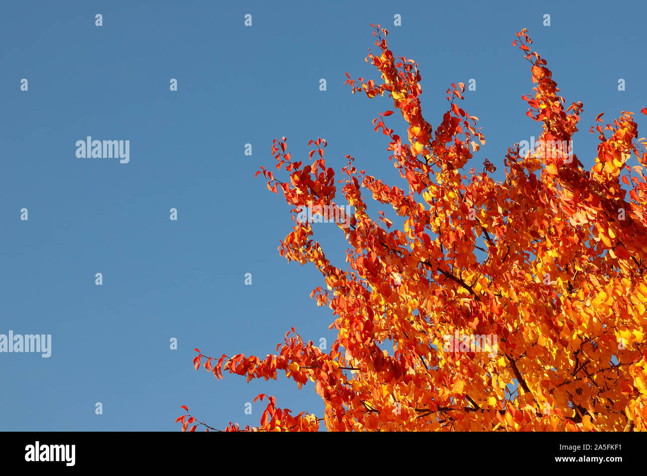 Bäume mit Blättern im Herbst Farben gegen einen klaren blauen Himmel. Stockfoto
