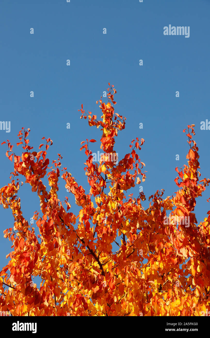 Baum mit Blättern in leuchtenden Farben des Herbstes vor einem klaren blauen Himmel. Stockfoto