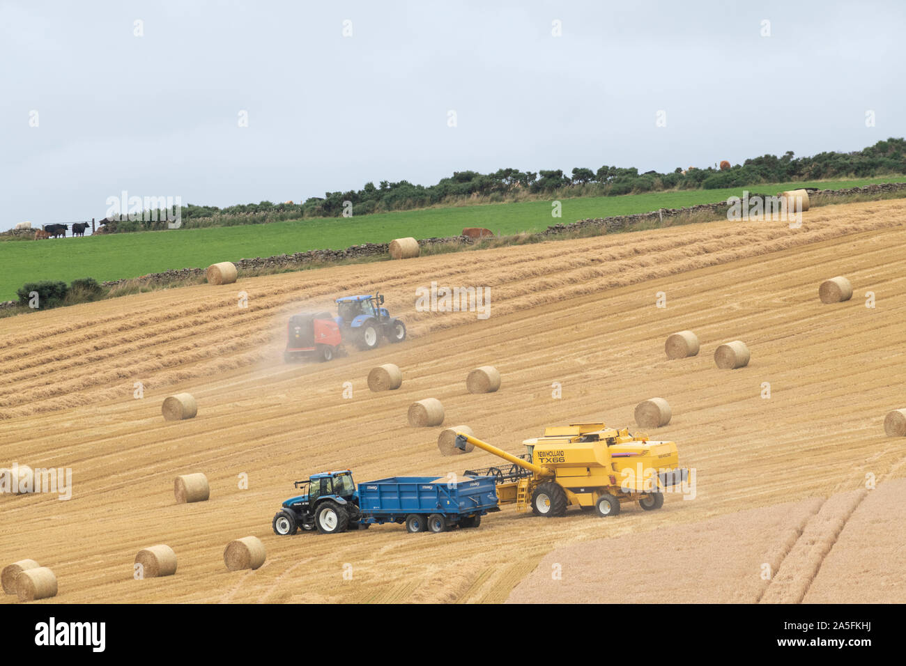 Ein Mähdrescher Off-Loading Korn in einen Anhänger und ein zweiter Traktor Pressen im gleichen Feld in Aberdeenshire Stockfoto