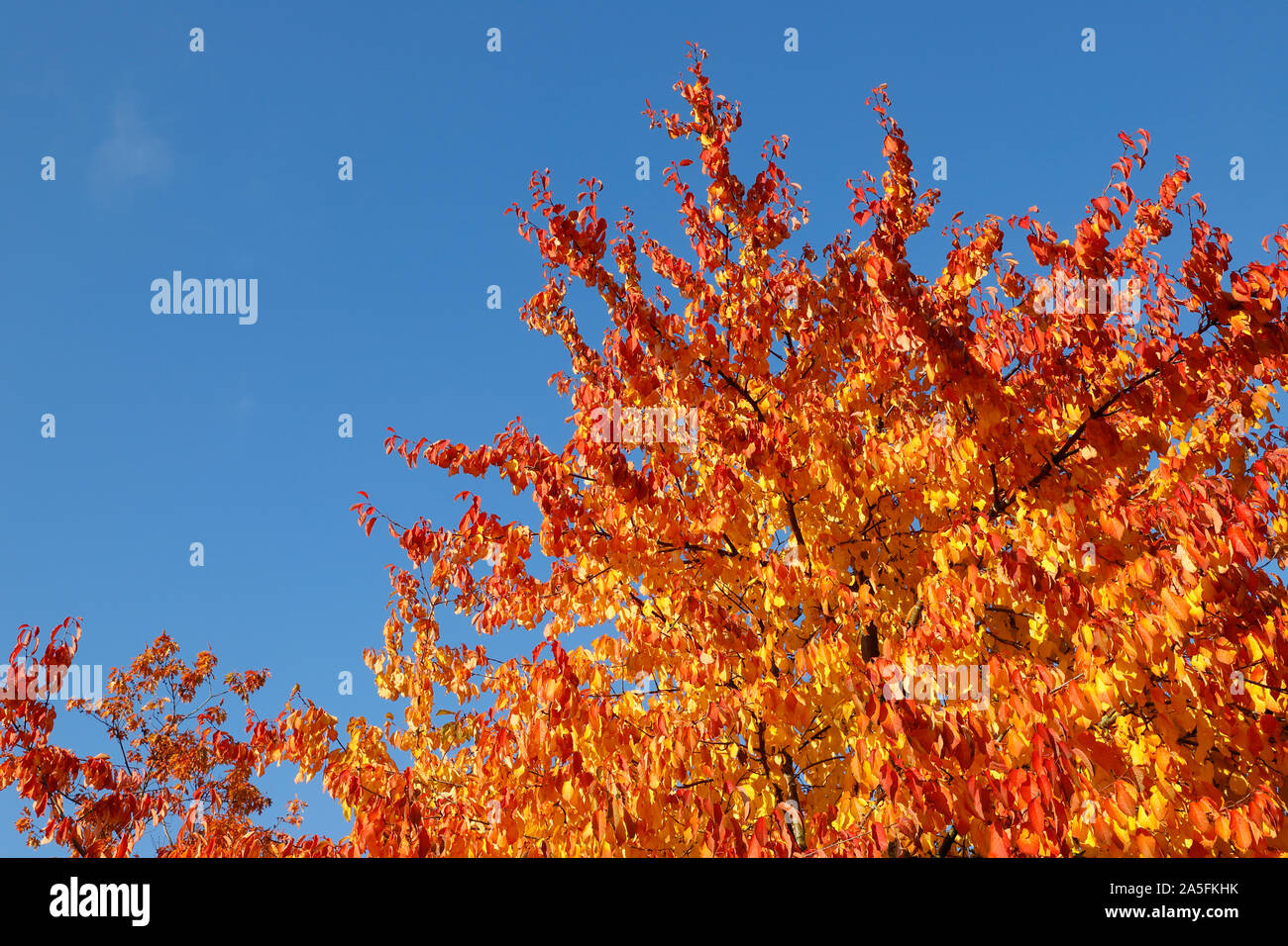 Baum mit Blättern in leuchtenden Farben des Herbstes vor einem klaren blauen Himmel. Stockfoto