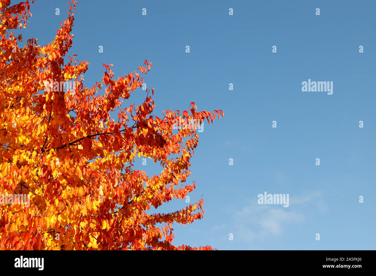 Bäume mit bunten Blätter im Herbst Farben gegen einen klaren blauen Himmel. Stockfoto