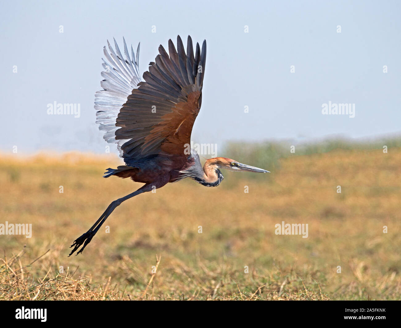 Purpurreiher im Flug Stockfoto