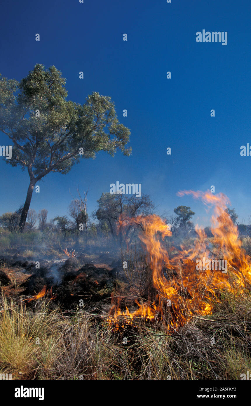 VEGETATION NOCH BRANDEND, NACHDEM EIN BUSCHFEUER DURCH DIE ABGELEGENE GROßE VICTORIA-WÜSTE IN WESTAUSTRALIEN GEZOGEN IST. Stockfoto
