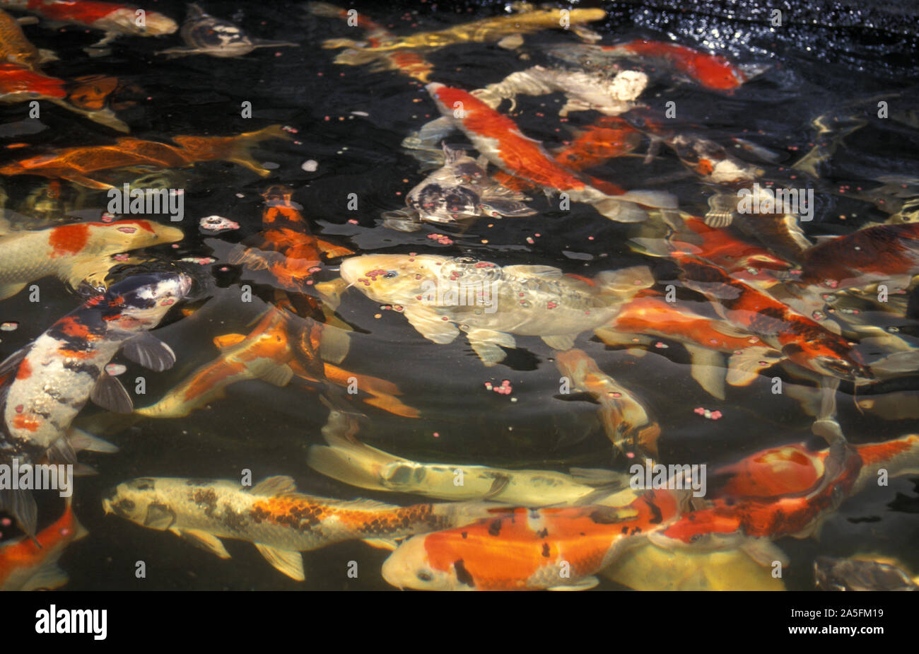 EINIGE FARBEN EINER JAPANISCHEN KOI-SCHULE IN EINEM KOI-FREILUFT-TEICH, AUSTRALIEN. DIE KOI IST EIN SYMBOL FÜR GLÜCK, WOHLSTAND UND GLÜCK IN JAPAN. Stockfoto