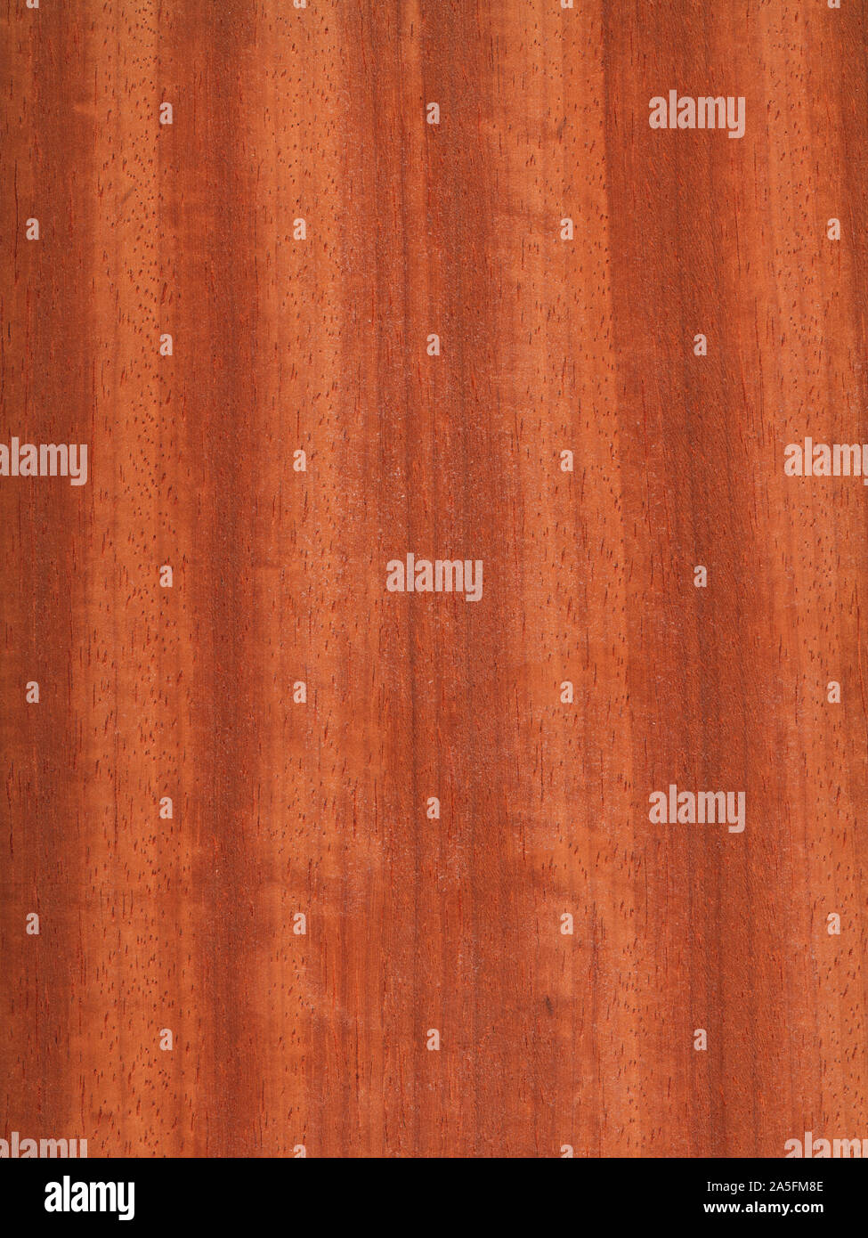 Natürliche Holz Textur Hintergrund. Amboina Holz. Pterocarpus indicus Stockfoto