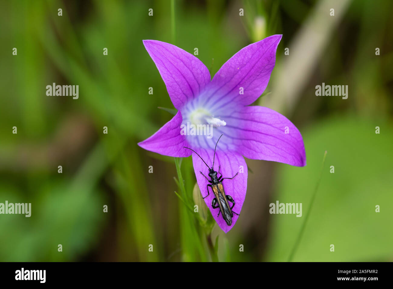Männliche Oedemera femorata (eine falsche Blister Käfer sp.) auf eine sich ausbreitende Glockenblume (Campanula patula) Blüte Stockfoto