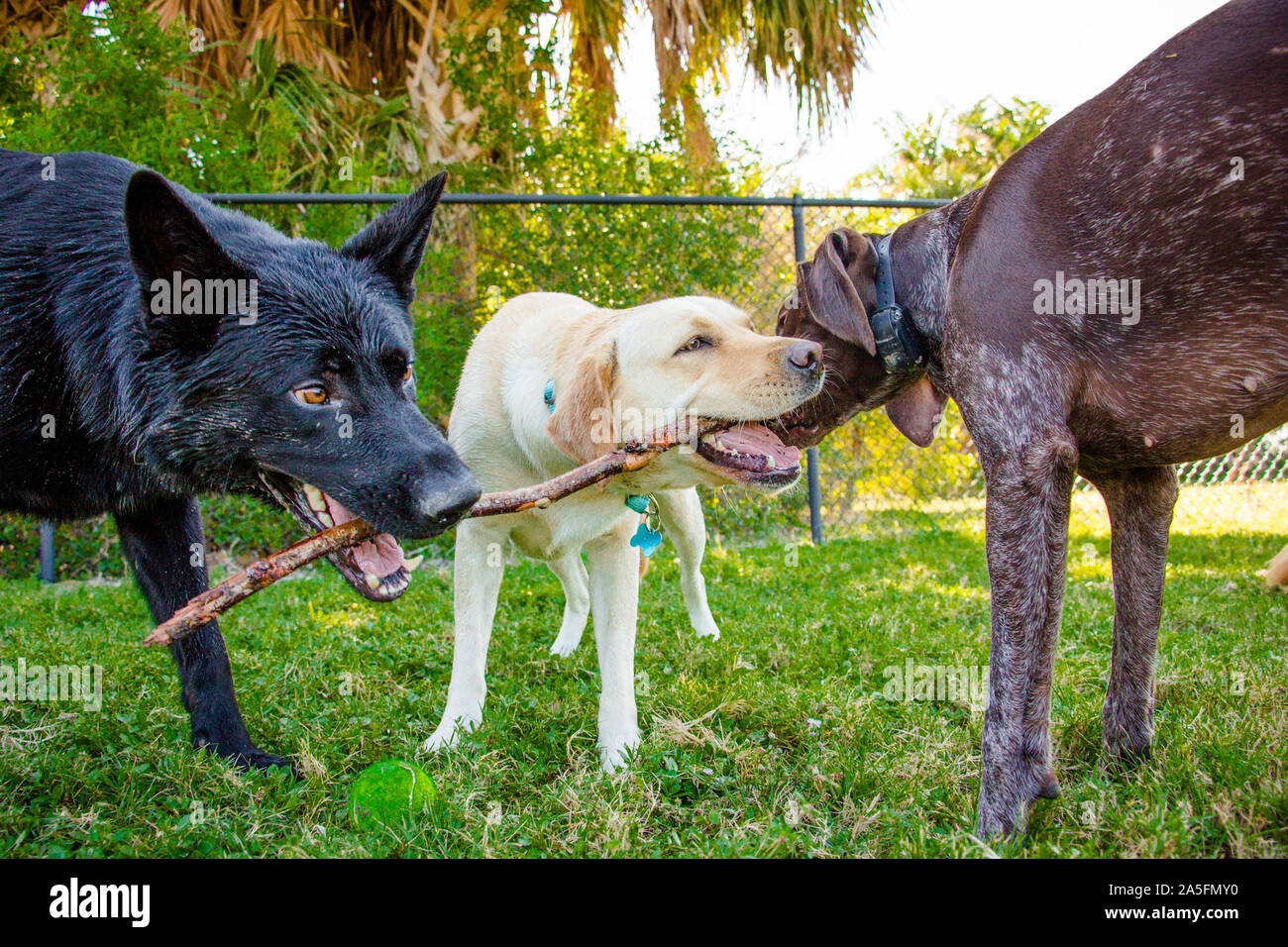 Drei Hunde kauen auf einem Stick, Fort De Soto, Florida, United States Stockfoto