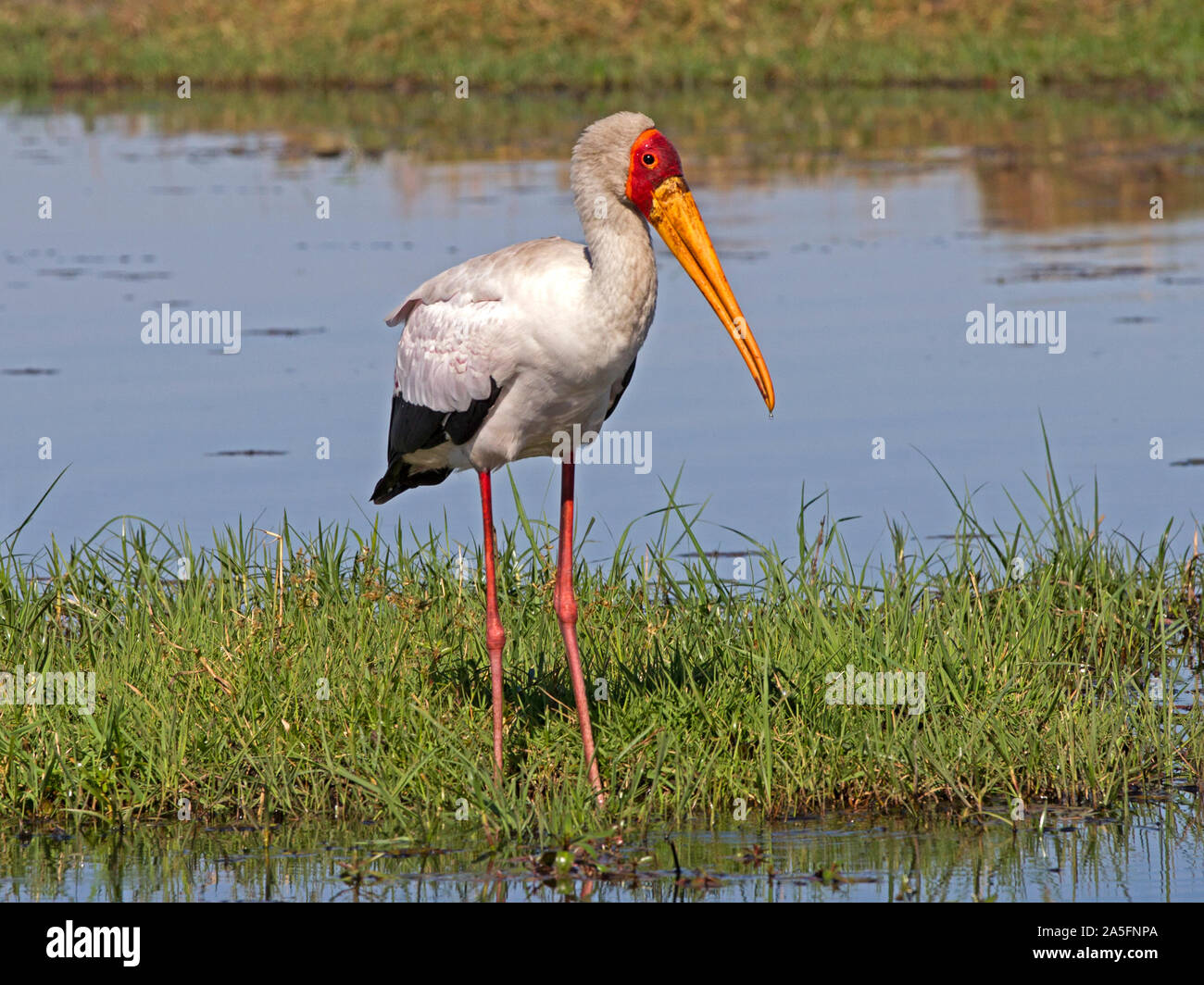 Nimmersatt am Wasser Stockfoto