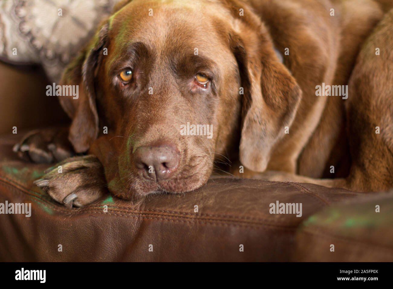 chocolate lab eyes