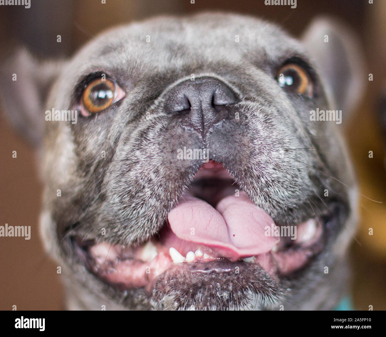 Eine französische Bulldogge in Nahaufnahme Stockfoto