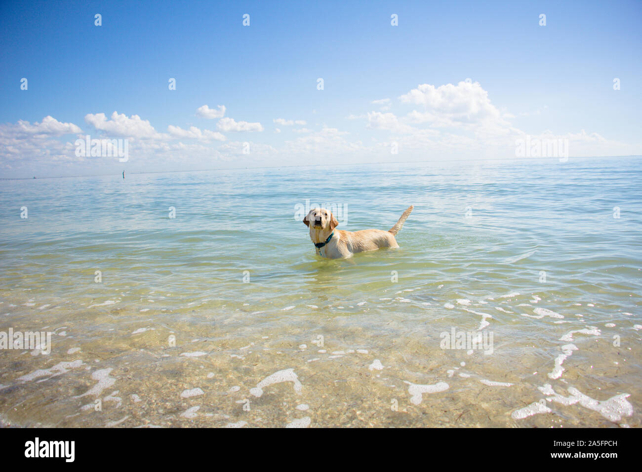 Labrador Retriever stehend im Ozean, Fort De Soto, Florida, United States Stockfoto