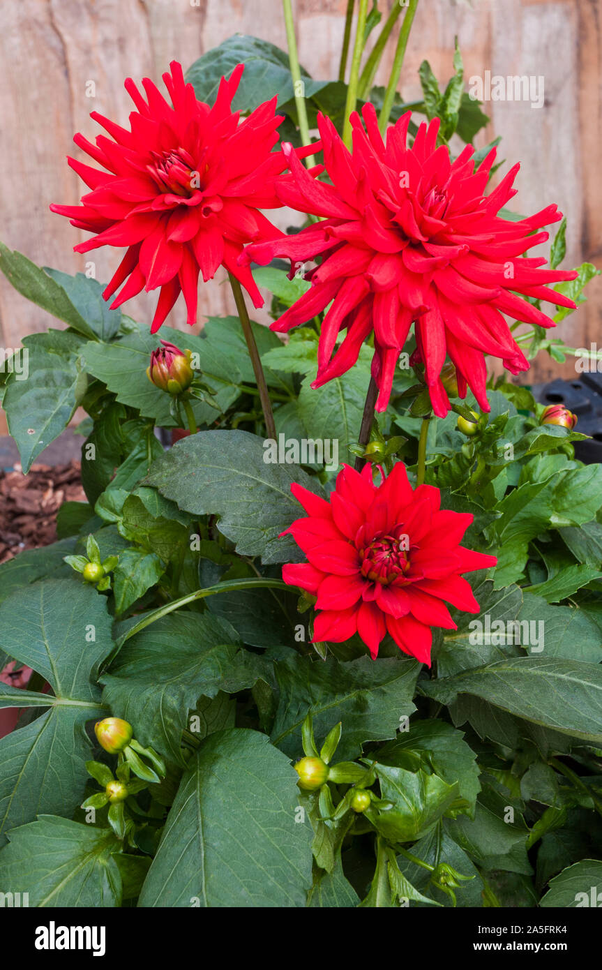 Rote Zwergdahlie Stockfotos und bilder Kaufen Alamy