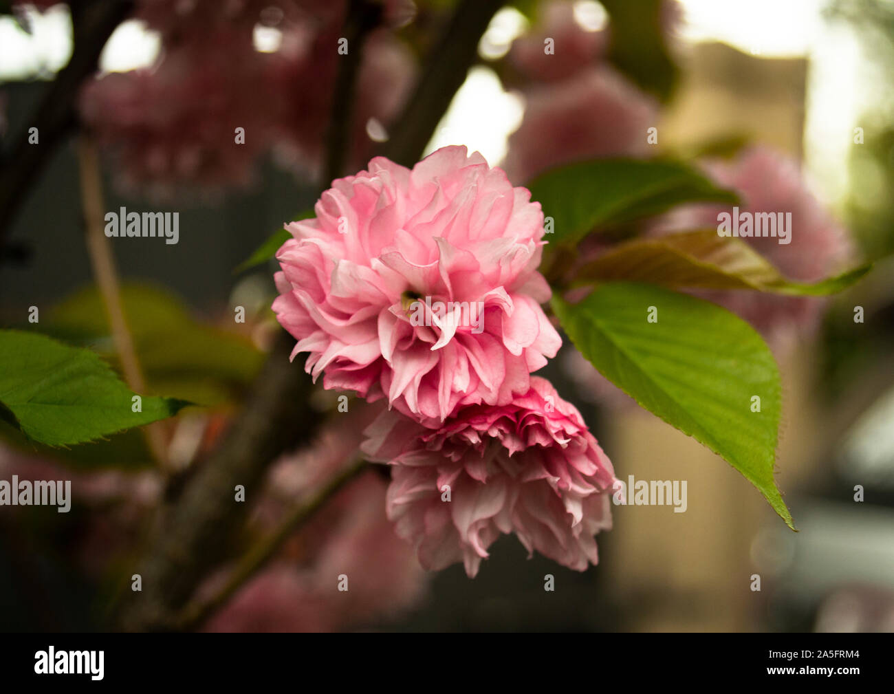 Kirschblüte Baum Blume, in meinem Garten. Aufgenommen mit einer Nikon D3100 und bearbeitet auf Photoshop CC 2019. Stockfoto