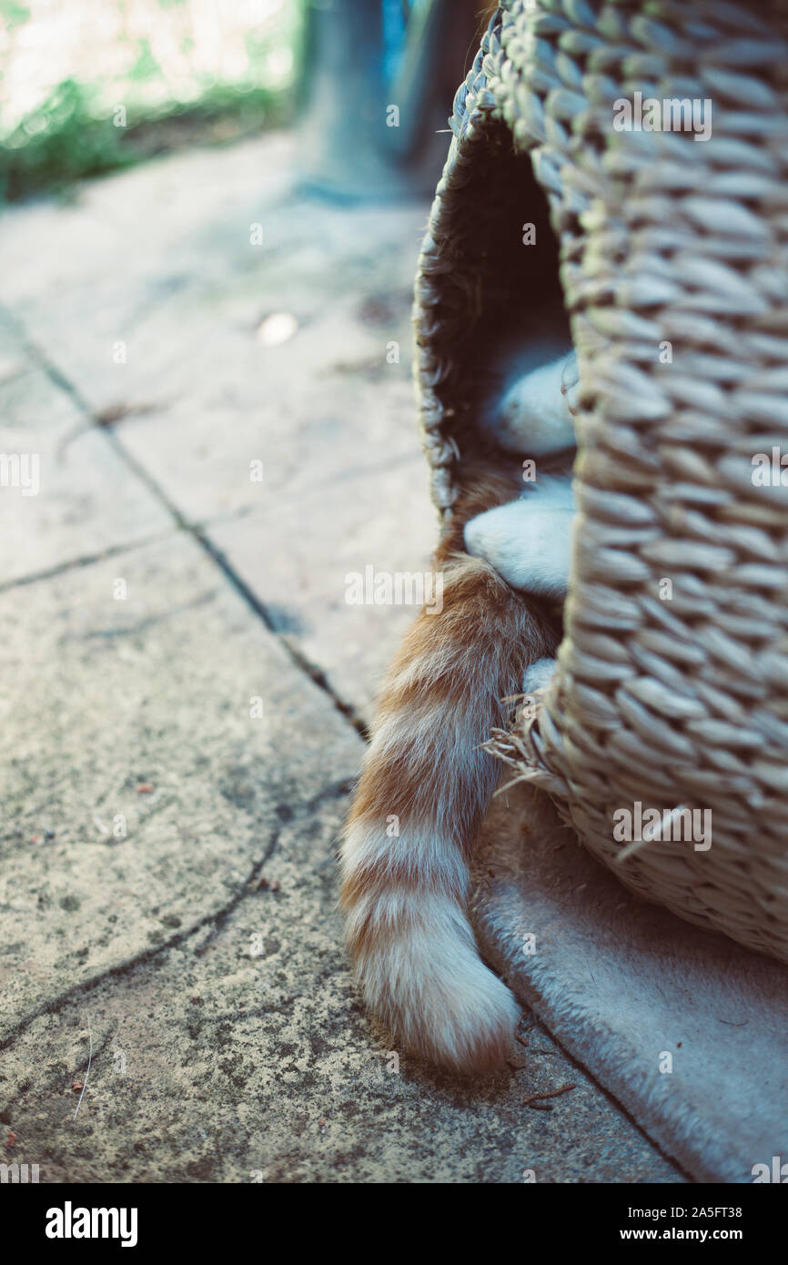 Ginger tabby Katze schlafen in einem Korb pod Stockfoto