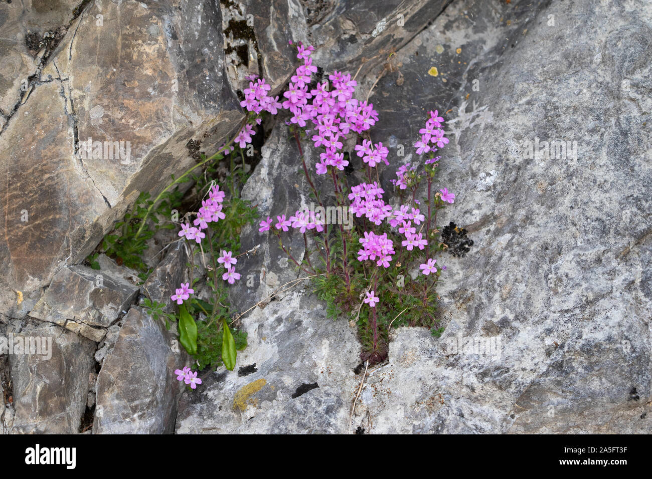 Fairy Fingerhut (Erinus alpinus) wächst aus einer Felsspalte Stockfoto