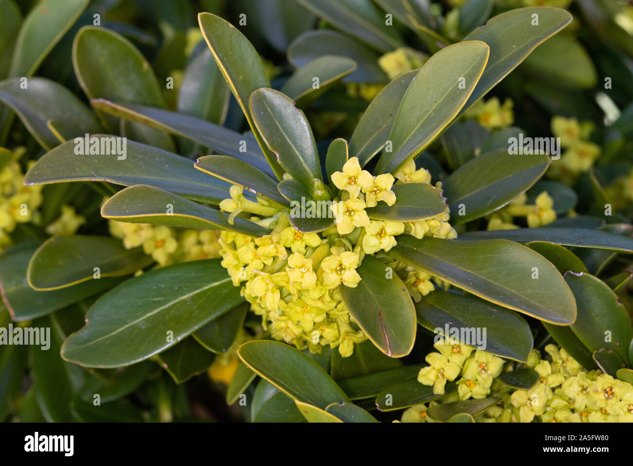 Wolfsmilch - laurel (Daphne laureola) Blumen Stockfoto