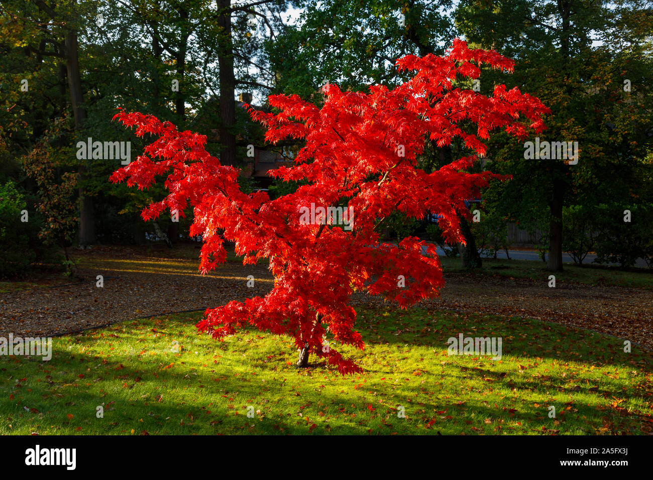 Schönen japanischen Ahorn, Acer palmatum, Baum Blätter in voller leuchtend Scharlachrot Herbst Farbe in einem Garten in Surrey, England, Großbritannien Stockfoto