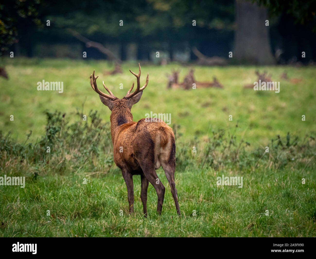 Red Deer Stag beobachtete eine Gruppe von hinds, Studley Royal Park, North Yorkshire, UK. Stockfoto