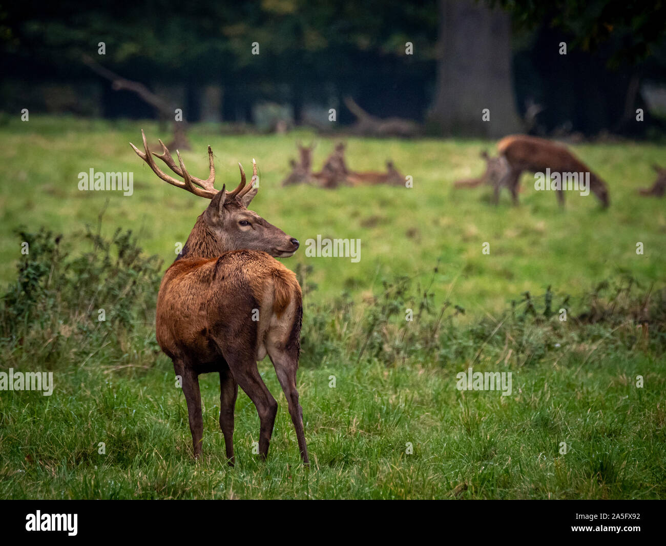 Red Deer Stag beobachtete eine Gruppe von hinds, Studley Royal Park, North Yorkshire, UK. Stockfoto