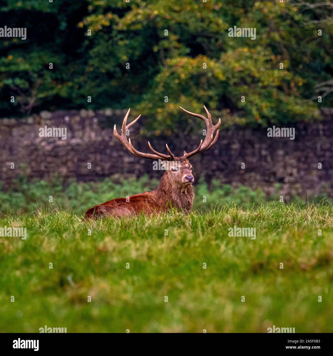 Red Deer Hirsch, Studley Royal Park, North Yorkshire, UK. Stockfoto